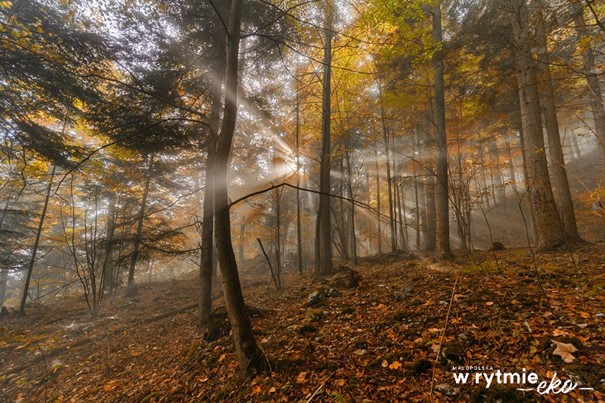 jesienny las drzewa i prebijające się słońce