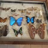 Bild: Schmetterlingsmuseum ARTHROPODA in Bochnia