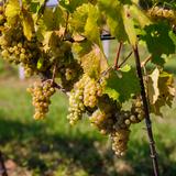 Na fotografii widoczne są kiście dojrzewających białych winogron, które rosną na krzewie winorośli w Winnicy Dosłońce.