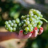 Zdjęcie przedstawia odcięta już od krzewu winorośli kiść białych winogron. Owoce spoczywają na kobiecej dłoni.