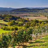 Zdjęcie przedstawia krzewy winorośli w winnicy janowice rosnące w rzędach. Każdy z rzędów to dojrzewające w słońcu winogrona. W tle widoczne charakterystyczne widoki dla polskiej wsi, lasy oraz pola uprawne.