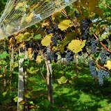 Czarne winogrona zwisające z krzewów winorośli