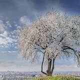 Widok na kwitnące, białe drzewo na Kopcu Krakusa. W oddali widać panoramę miasta Krakowa.