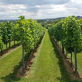 Image: Fryderyk Vineyard  Libertów